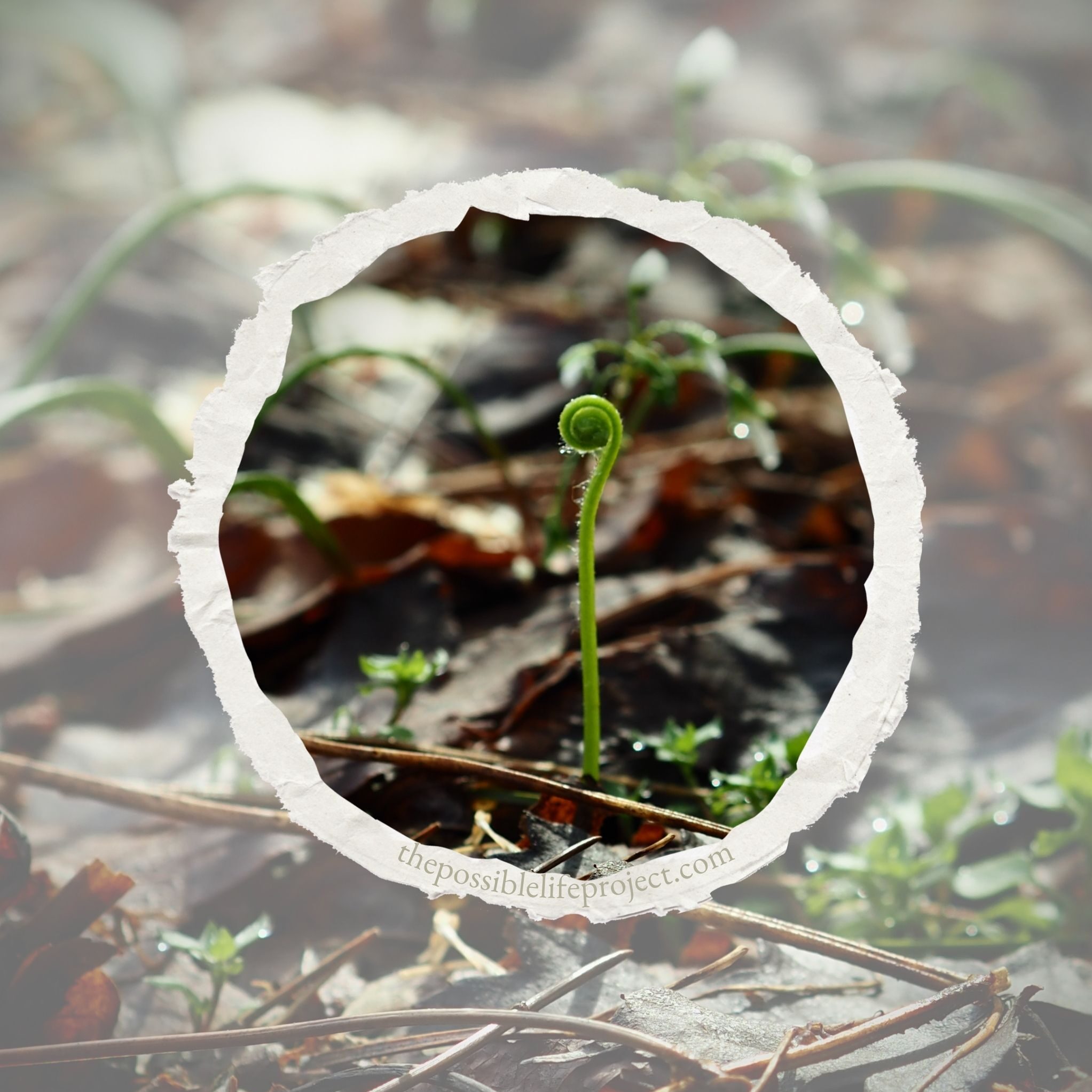 The Possible Life Project